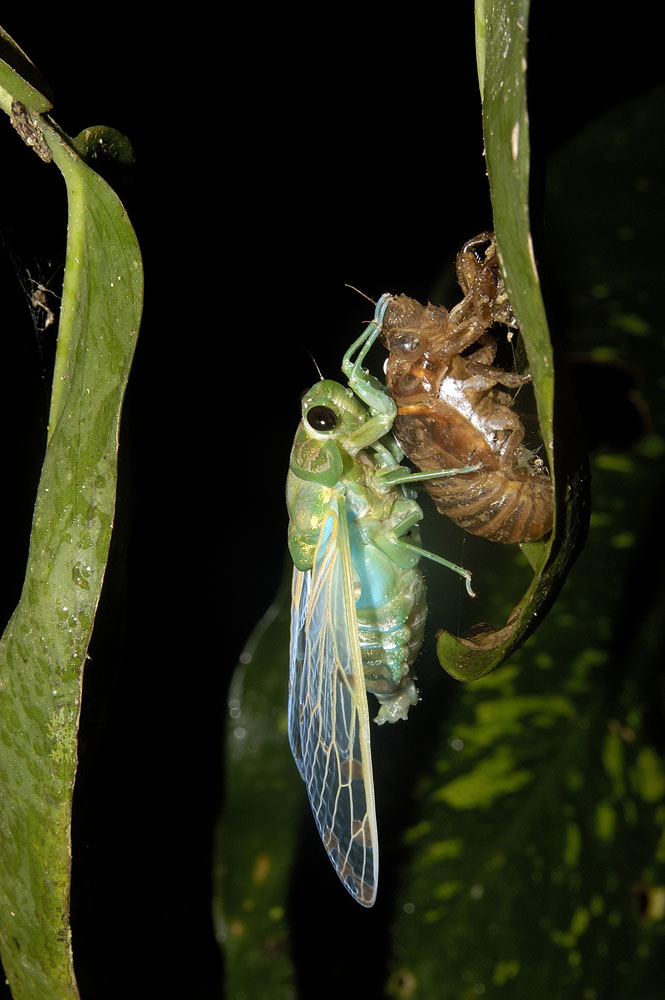 cicada molting, Chachagua, Costa Rica