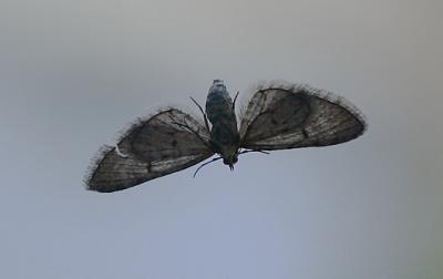 Moth hanging on window