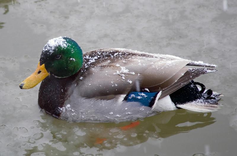 Cold_Duck_2.jpg