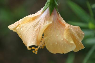 Rain drops
