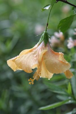 Same flower