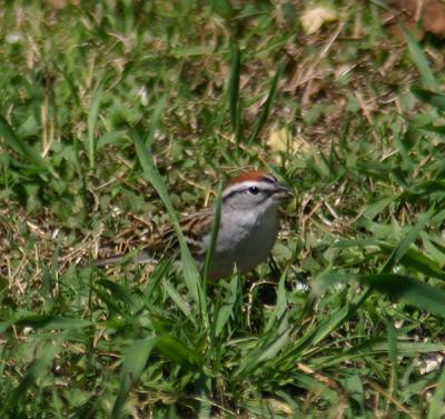chipping sparrow 0047 4-10-05.jpg