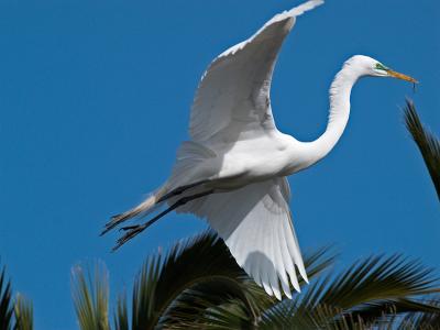Great Egret _4151112-01.jpg