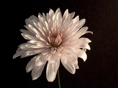 White Chrysanthemum