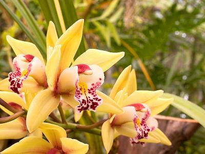 Tropical Flowers