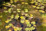 Water Lilies