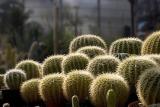 Cactus Heads
