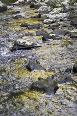 North QLD Rainforest Creek