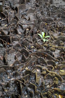 Daintree Mangrove (just looked cool)