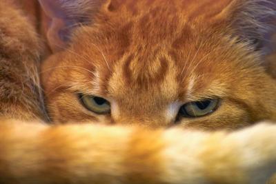 Killer Kitty - the look says it all ! Yes, the cat is plotting my death.