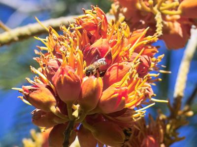 Crop of bee on flower - Brisbane Botanical Gardens