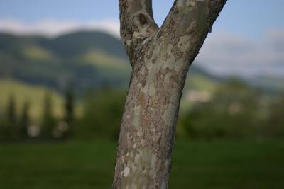 IMG_0715.JPG