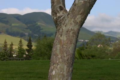 IMG_0721.JPG