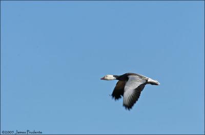 Snow Goose (Blue Phase)