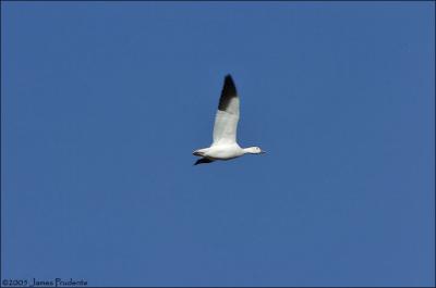 Snow Goose