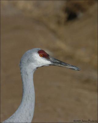 Sandhill Crane
