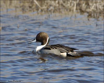 Northern Pintail