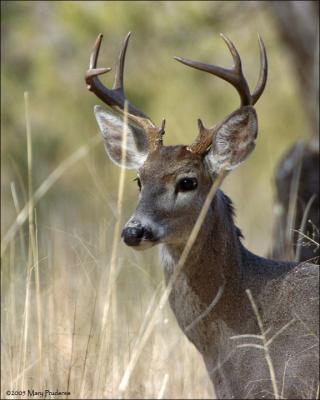 Coues Buck