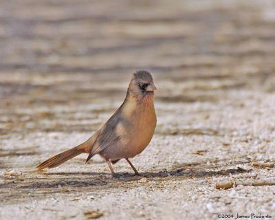 Abert's Towhee