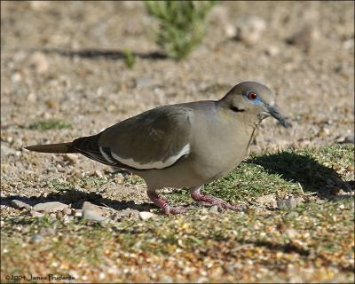 White-winged Dove