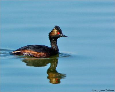 Eared Grebe