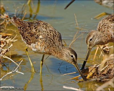 Long-billed Dowitcher