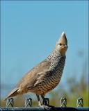 Scaled Quail