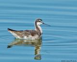 Wilsons Phalarope