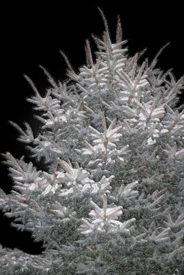 Pine Tree Crinkles.jpg