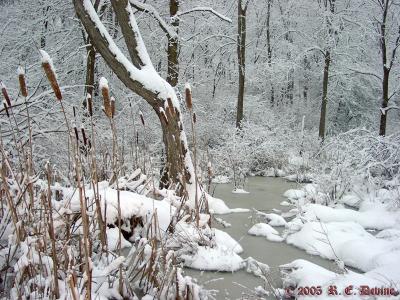 Frozen Marsh