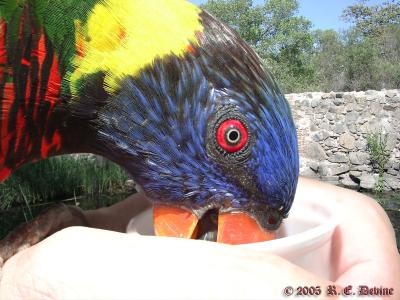 Rainbow Lorikeet