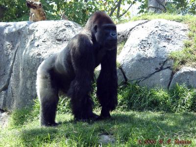 Silverback Gorilla