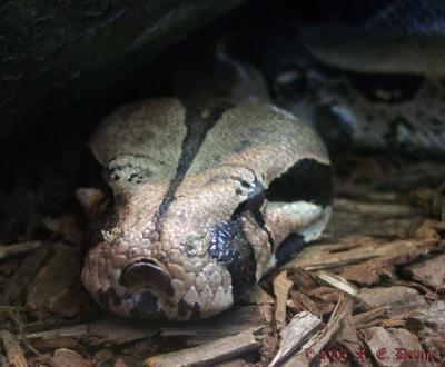 Burmese Python
