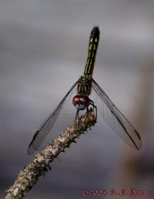 Dragonflies