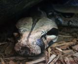 Burmese Python