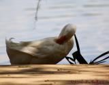 White Duck