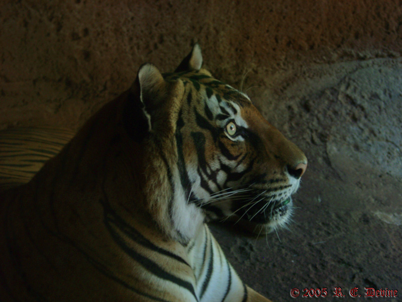Resting Tiger