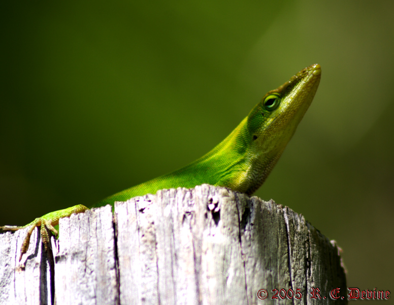 Basking
