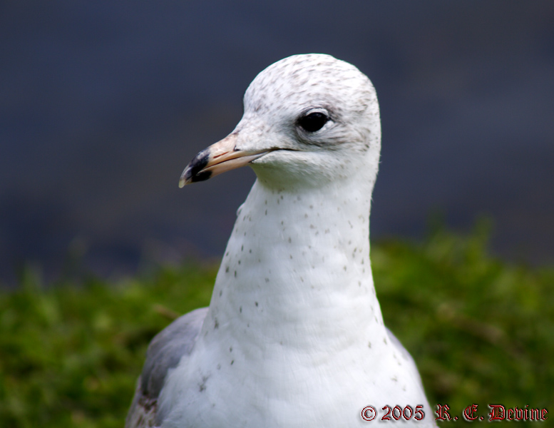 Seagull