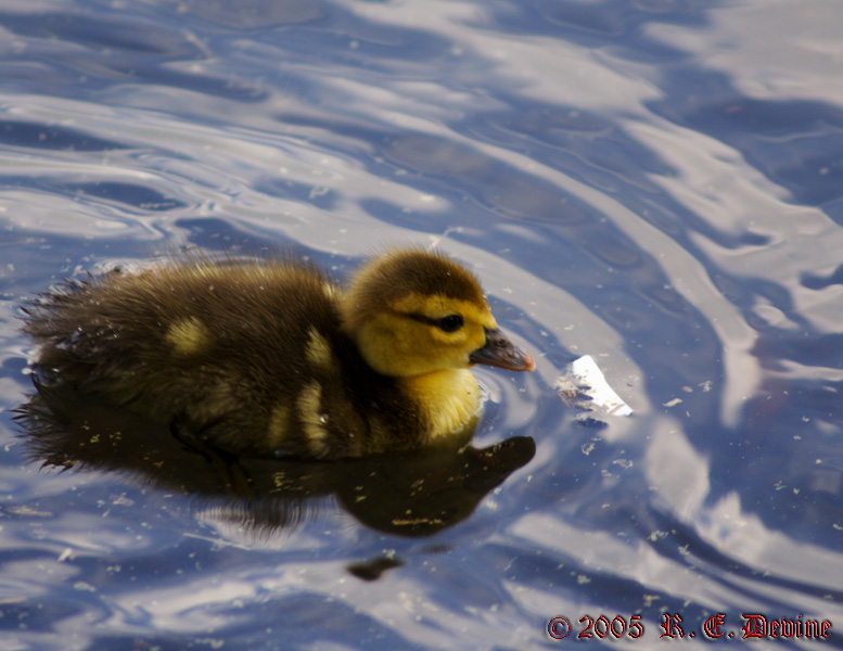 Muscovy Duckling