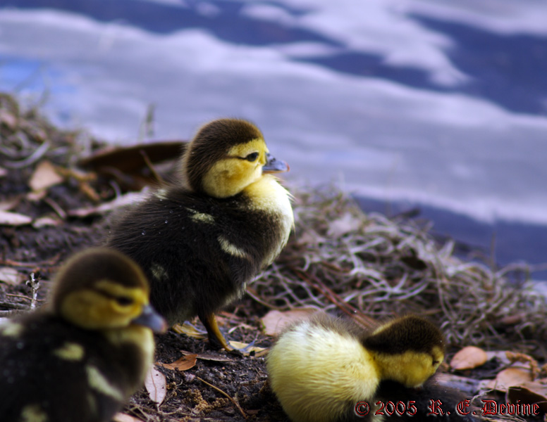Muscovy Ducklings