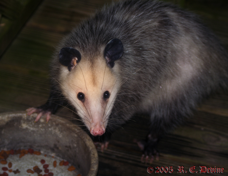 New Pet  - April 15, 2005
