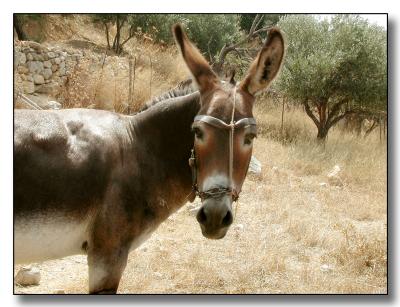 Donkey, Crete