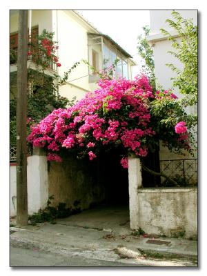 Bouganvillia