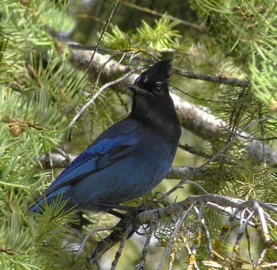 Steller's Jay love cat food and suet 