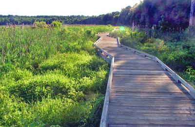 wetlands_trail.jpg