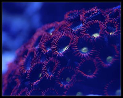 Glow of Actinic Light