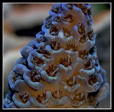 Acropora