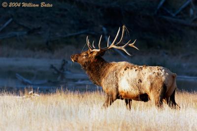 Elk09_26a.jpg