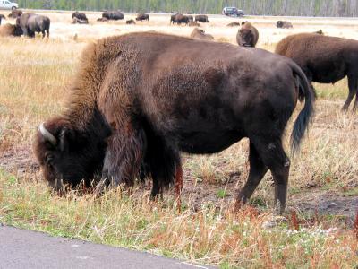 Bison in the middle geyser basin area